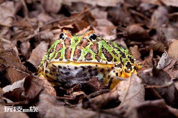 世界上有多少种青蛙(目前发现的青蛙种类大概有多少)-图片4